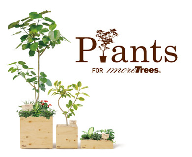 plants for moretrees